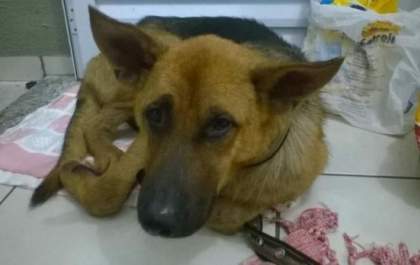 O crime e a violência contra os animais