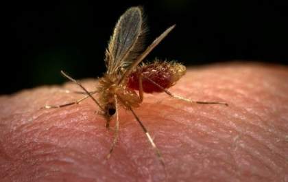 Três Lagoas registrou 83 casos de leishmaniose em humanos e 12 mortes desde 2010