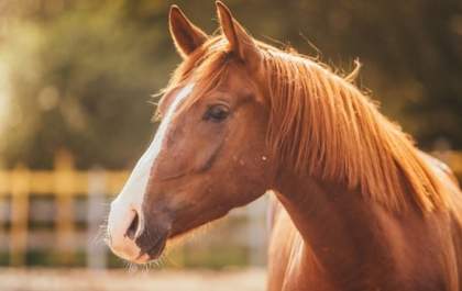 Idoso de 70 anos morre após sofrer queda de cavalo em Jales