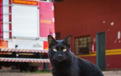 Mascote dos Bombeiros há 5 anos, Nego é o gato que brinca até com quati