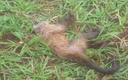 Saúde descarta mortes por febre amarela em MS e contágio em viajantes
