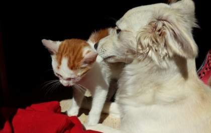 Saúde de Três Lagoas intensifica campanha da posse responsável de cães e gatos