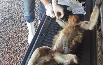 Laudo de macaca encontrada morta em Três Lagoas deve ficar pronto em até 30 dias