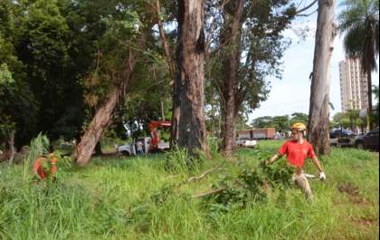 Secretaria de Meio Ambiente e Corpo de Bombeiros iniciam retirada de eucaliptos do Bosque da NOB