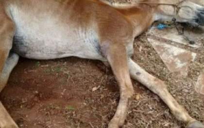 Internauta registra imagens de mula ferida e debilitada em Três Lagoas