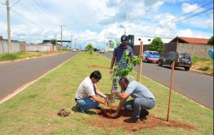 Bairro Nova Três Lagoas recebe plantio de 100 mudas de árvore