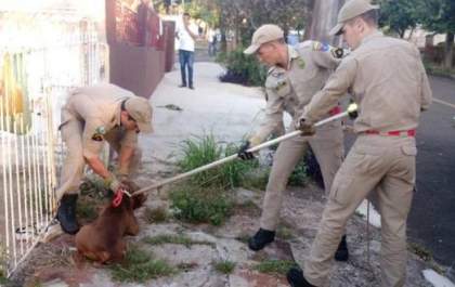 Idoso de 72 anos é atacado com mordidas por pit bull da vizinha em Campo Grande