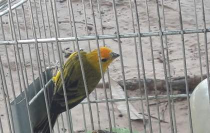 PM Ambiental descobre galos utilizados rinha e apreende ave silvestre em sítio de Junqueirópolis