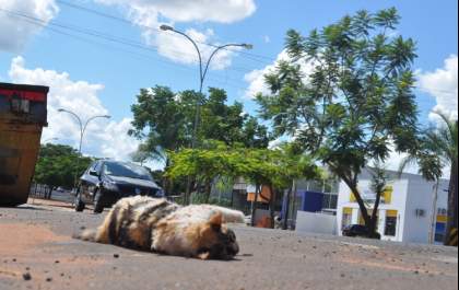 Uma cena triste e comum na zona urbana de Três Lagoas
