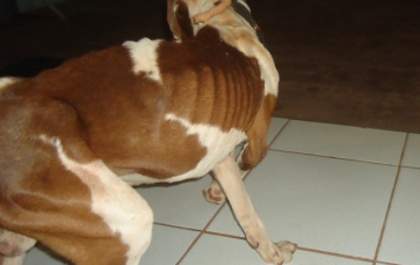 Pitbull é encontrado, amarrado, sem água e comida em imóvel no Bairro Jupiá em Três Lagoas