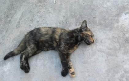 Rapaz é detido após degolar gato e jogar animal em rio