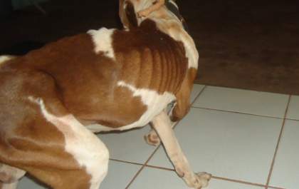 Três-lagoense é multado em R$ 1 mil por deixar Pit Bull amarrado, sem água e comida