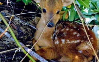 Filhote de cervo é fotografado em Três Lagoas