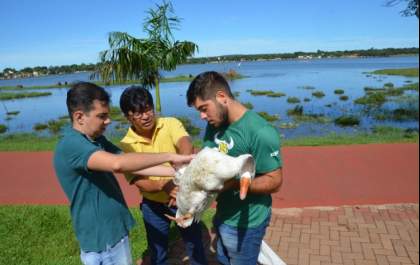 SEMEA e CCZ atendem gansos machucados da Lagoa Maior