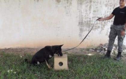 Policiais da Força Tática realizam instruções para Operações com cães
