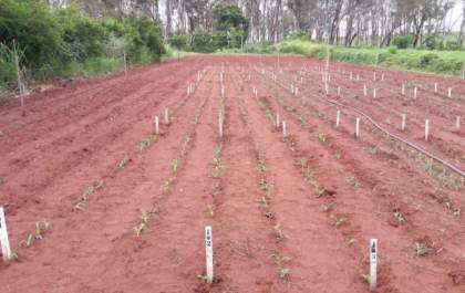 Professores e alunos do curso de Agronomia da FEA/FISMA participam de ensaio nacional de milho variedade