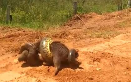 Em plena estrada, morador flagra Sucuri abatendo capivara