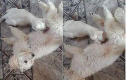 Cadela ‘adota’ e amamenta filhotes de gato em Três Lagoas