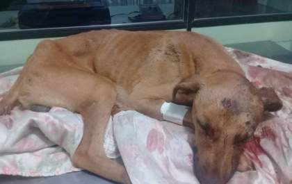 Cachorro que levou golpes de enxada pode ficar paraplégico