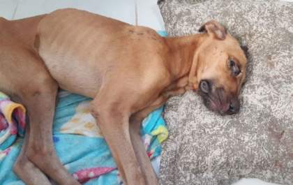 Cachorro golpeado com enxada em Três Lagoas está em coma