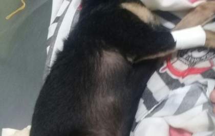 Cachorra que foi espancada a pauladas morre