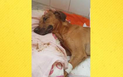 Morre 'Thor', cachorro que levou golpes de enxada em Três Lagoas