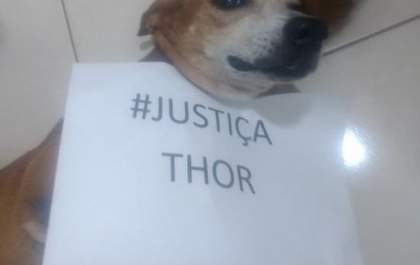 Campanha ‘Justiça para Thor’ é protagonizada por animais da região