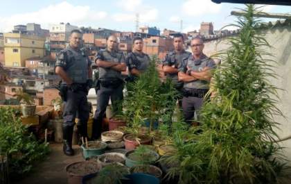 PM de Castilho participa da descoberta de plantação ilegal de maconha e prisão de dois homens