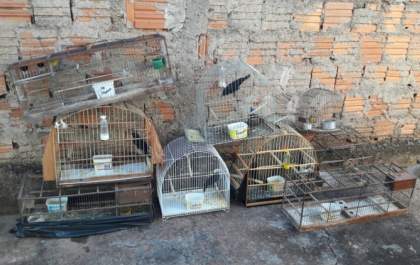 Polícia Ambiental resgata 12 aves presas em cativeiro