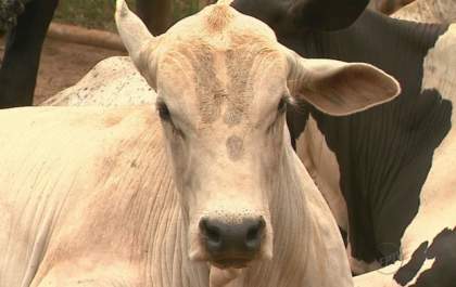 Pecuarista três-lagoense cai em golpe ao comprar gado de frigorífico