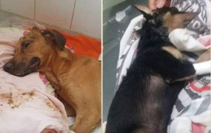 Passeata pelos direitos dos animais será realizada hoje em Três Lagoas