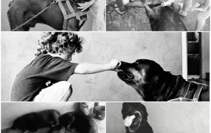 Cachorros Rottweiler de crianças são mortos por envenenamento