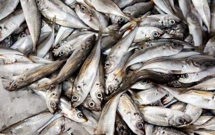 Preço do Pescado tem variação de 200%, segundo Procon-MS