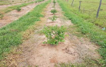 Primeiro produtor adere ao plantio de amora em Castilho