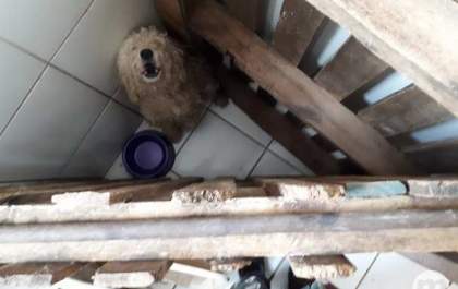 Polícia Ambiental resgata cãezinhos em situação de maus tratos em Três Lagoas
