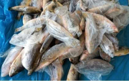 220 kg de pescado apreendidos, serão doados a instituições de Três Lagoas