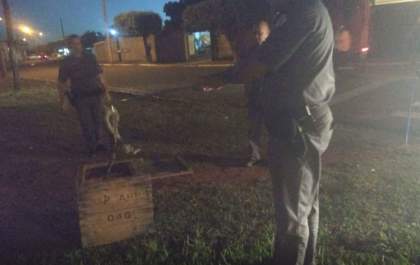 Jiboia de 1,5 metro é capturada perto do posto da ambiental em Castilho