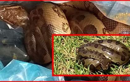 VISITA CAPTURADA: Jiboia aparece em casa de jornalista de Guaraçaí