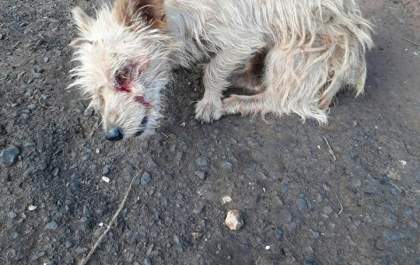 Cachorro tem olho arrancado em Três Lagoas