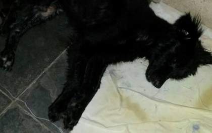 Cachorro é encontrado preso em saco de lixo e sendo comido por larvas