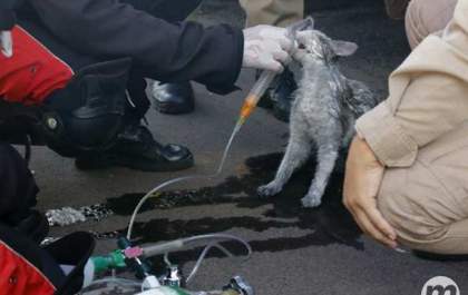 Corpo de Bombeiros socorre moradora e os gatos de um incêndio