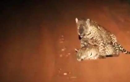 Funcionários flagram casal de onças acasalando em fazenda do MS
