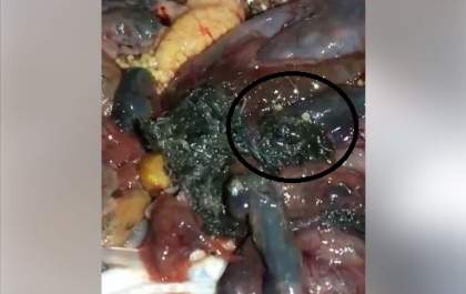 Vídeo impressionante mostra peixe capturado no Jupiá cheio de vermes