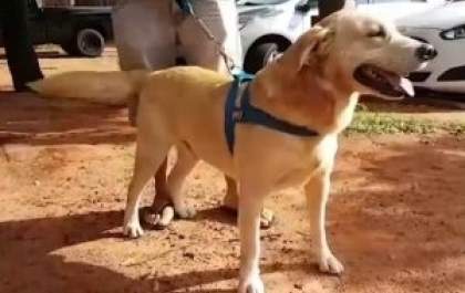 Resgatado na rua por policiais civis, labrador Marley passa noite em delegacia