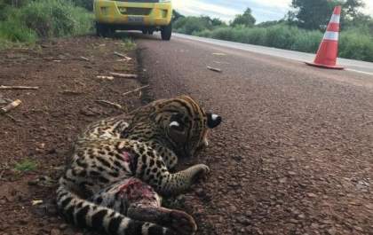 Após atropelamento, Jaguatirica ferida é resgatada em rodovia