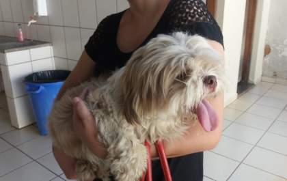 Cachorro é encontrado próximo ao IF Saúde