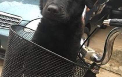 Três-lagoense procura cãozinho desaparecido no sábado (21)