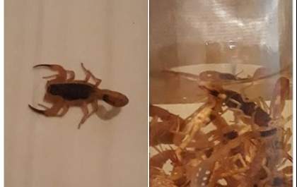 Moradora de Castilho posta imagem de pote repleto de escorpiões