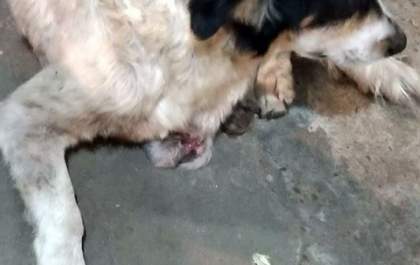 Cachorro de rua tem a perna amputada e aguarda por adoção em Três Lagoas