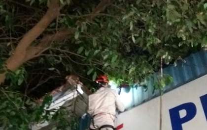 Garoto mobiliza Corpo de Bombeiros após subir em árvore na Circular da Lagoa Maior
